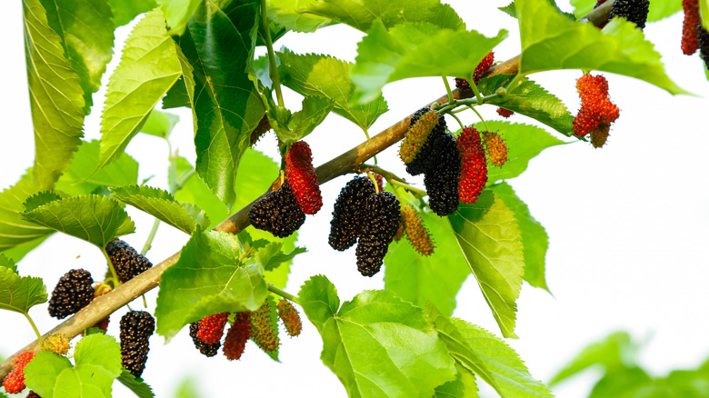 Mulberries grow on a branch.