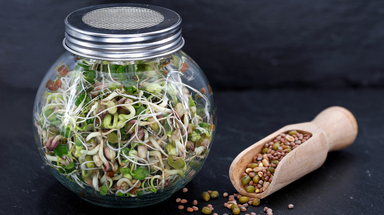 Sprouts grow in a jar with a scoop of seeds next to it.