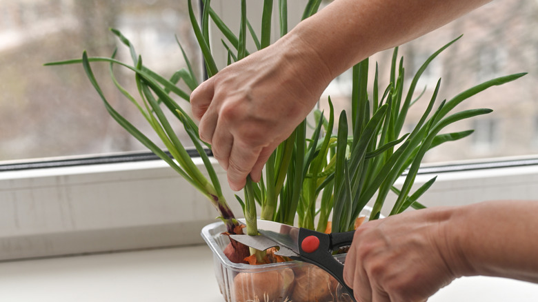 Green onions are harvested from a window sill garden.