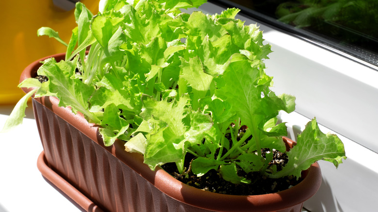 Lettuce grows in a planter on a window sill.