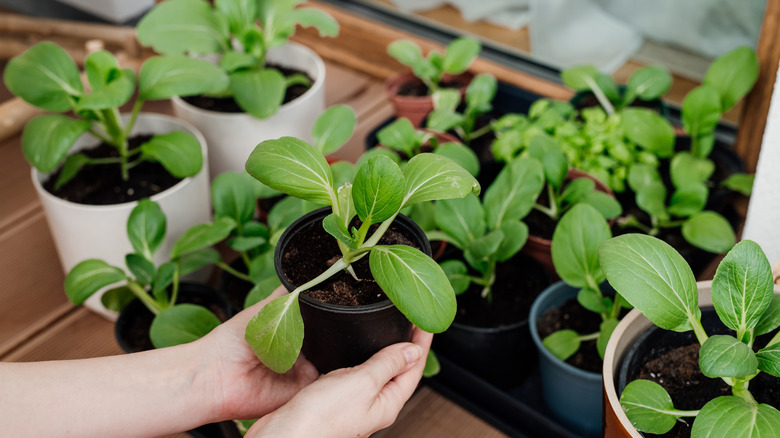 Young bok choy plants thrive in containers.