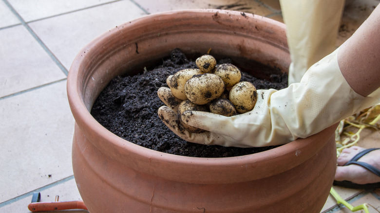 A gardener harvests potatoes from a container.