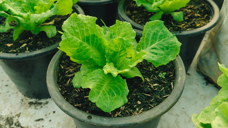 Lettuce grows in a pot inside.
