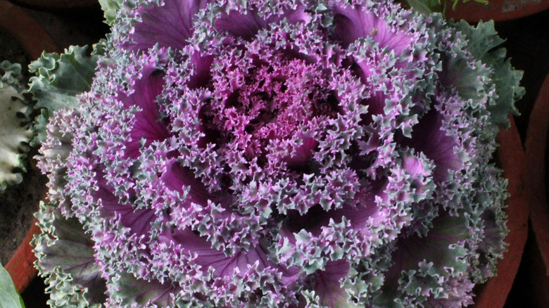 A close-up image shows a colorful purple and green kale plant.
