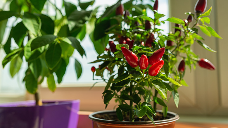 A chili pepper thrives on a pot on a window sill.