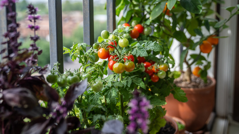 Tomatoes grow alongside houseplant indoors.