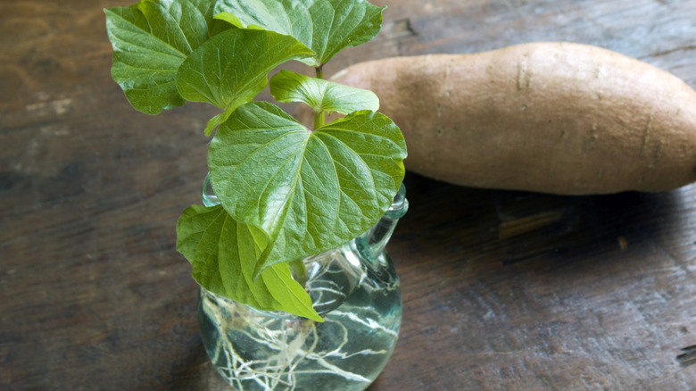 A sweet potato sprouts in a jar.