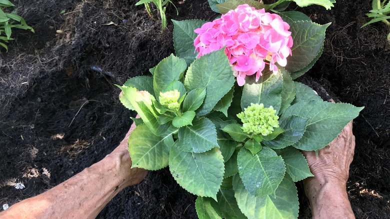 A pair of hands plant a small, blooming pink hydrangea in a garden.