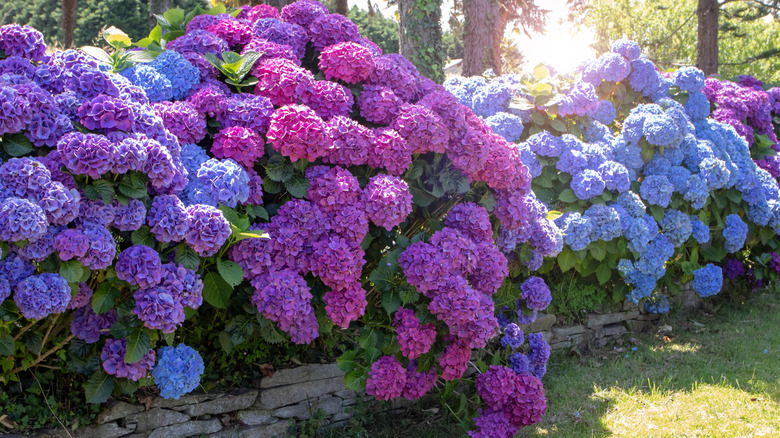 Hydrangeas bloom along a garden border.