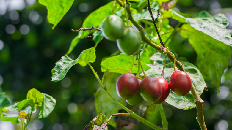 Ripe red tamarillos grow on the tree next to unripe green fruits.
