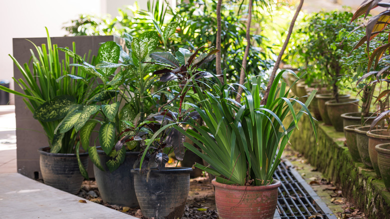 A variety of tropical trees thrive in a garden.