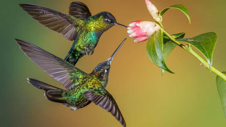 Two hummingbirds try to feed from the same flower.