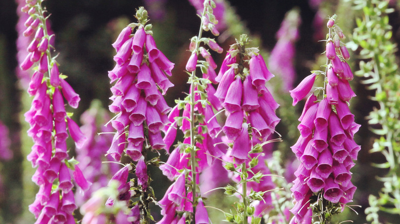 Several bright pink foxglove stalks grow together.