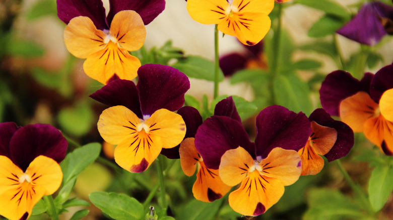 Pansies bloom with purple and orange flowers.