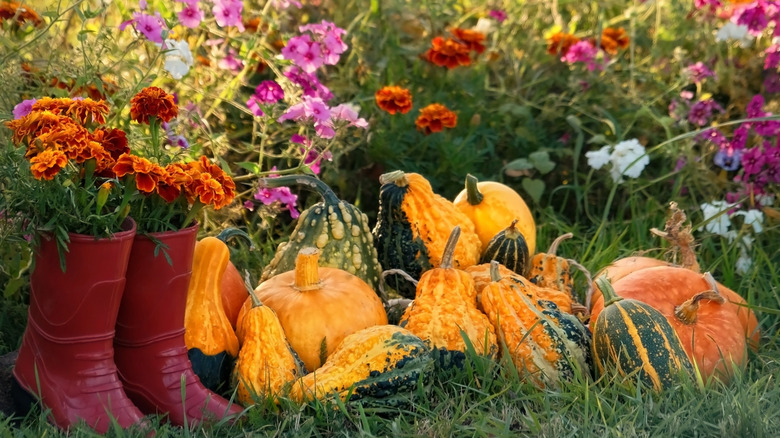 Fall flowers and gourds make a cute display next to some red rain boots.