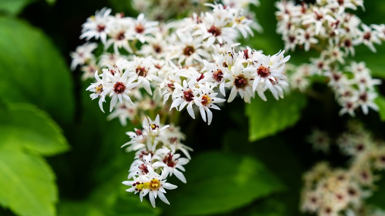 A close-up shows the white and pink foamflower blooms in a garden.