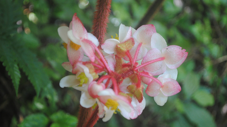 A hardy begonia blooms with pale pink flowers.