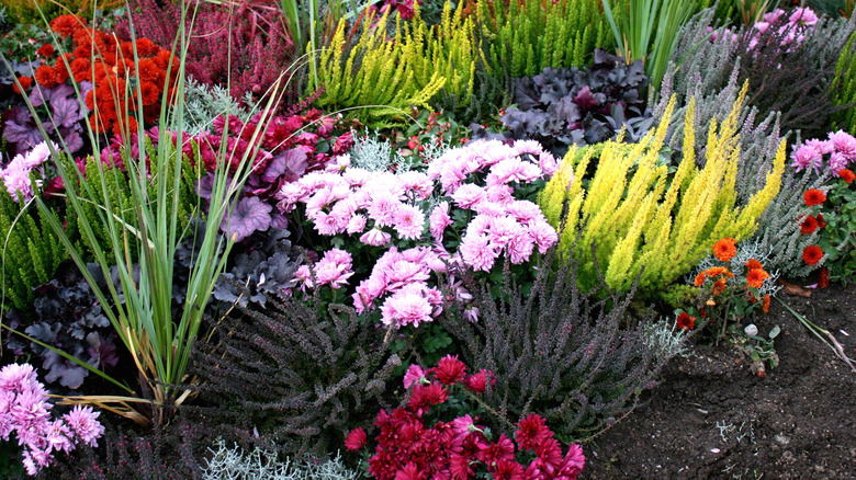 An autumn flower bed thrives with asters, mums, and grasses.