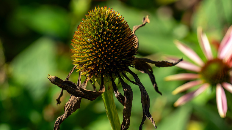 A close-up of a fading coneflower with dried petals and a spiky seed head, set against a blurred garden background.