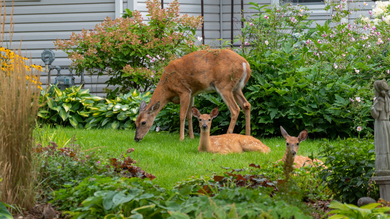 An adult deer and two fawns graze on a backyard lawn surrounded by green plants and ornamental shrubs.