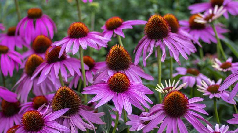 Close-up of blooming purple coneflowers with prominent orange centers in a garden.