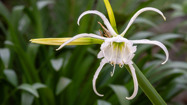 An ismene blooms with a unique white flower.