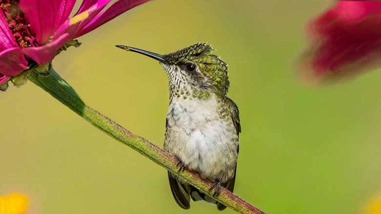ruby-throated female perches on flower stem with pink flower slightly visible