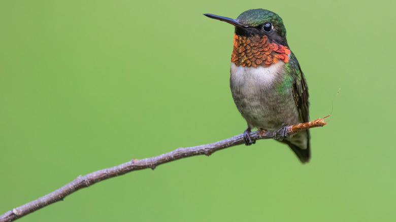 male ruby-throated hummingbird sitting on a branch