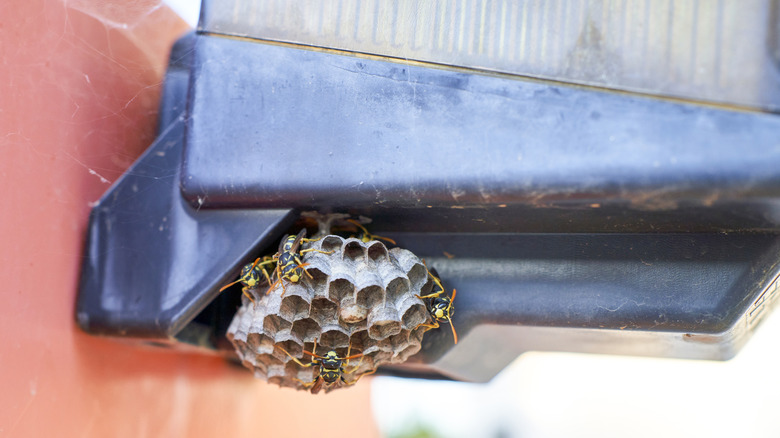 A wasp's nest, with four wasps on it, is attached to a plastic fixture outside.