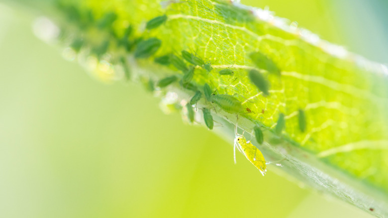 Light green aphids crawl on the underside of a leaf.