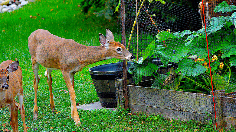 A deer is nibbling on a leaf through netting set up around a planter.
