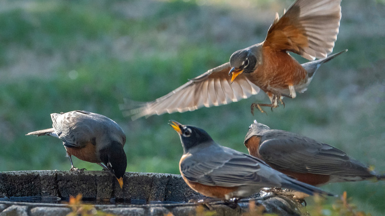 A flock of robins gather at a birdbath.
