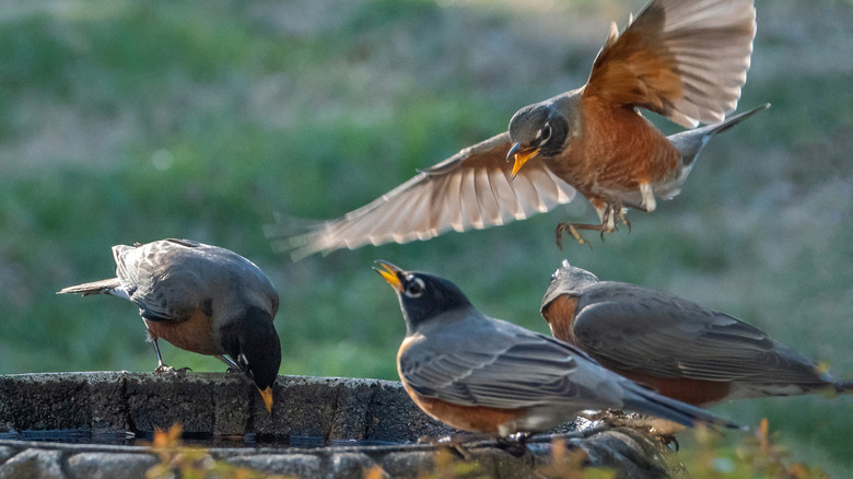 A flock of robins gather at a birdbath.