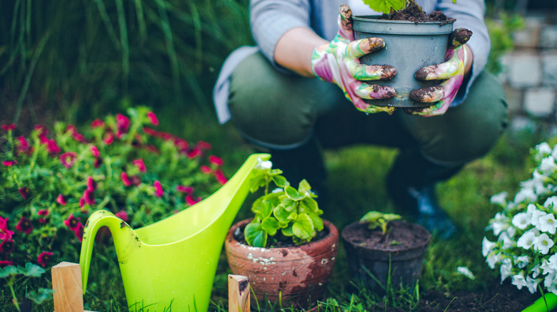 Person in the garden with a planting out annuals and perennials.