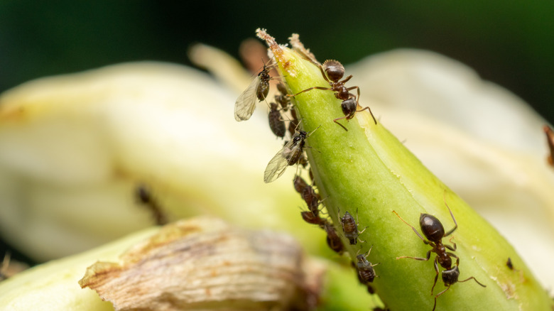 Ants crawl on a plant.