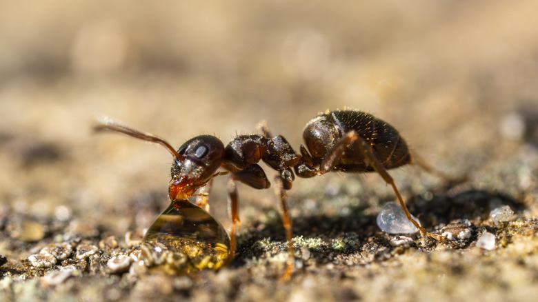 A black ant enjoys some sugar water.