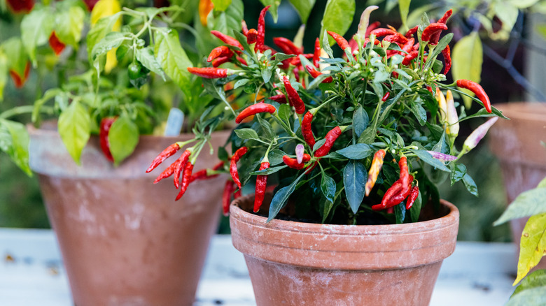 Red pepper plants growing in ceramic pots