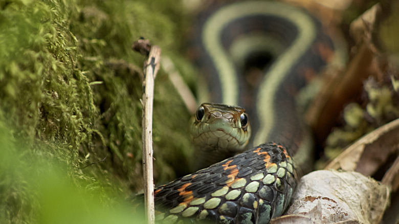 A garter snake hides in mossy leaf litter