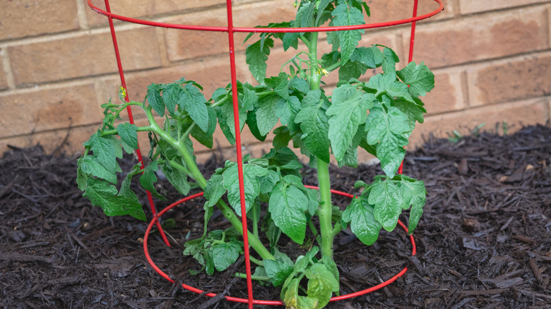 A red wire tomato cage sits around a young tomato plant in the soil.