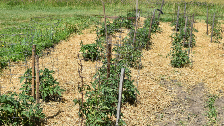 A row of tomato plants sit inside gray metal wire cages in a straw-mulched garden.