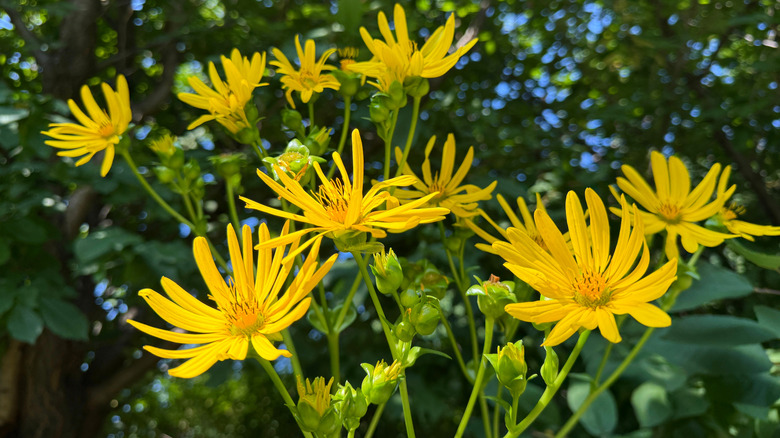 A cup plant blooms with bright yellow flowers.
