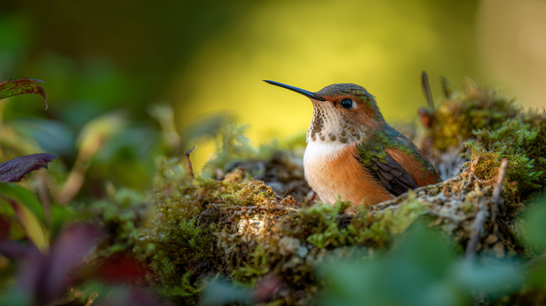An orange and green hummingbird sits in a mossy nest.