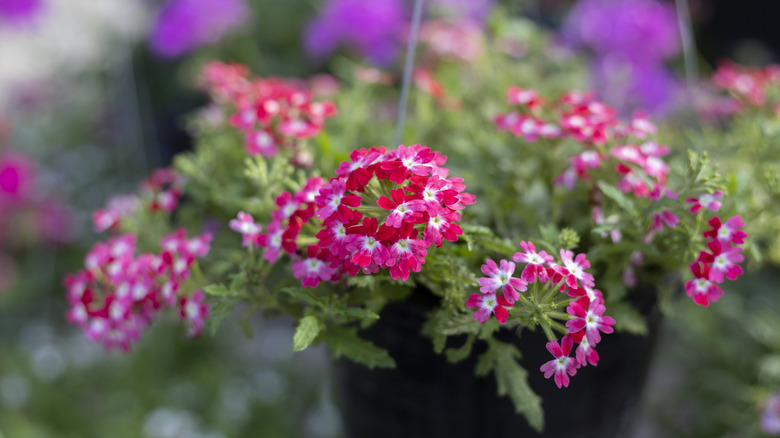 Pink verbena flowers thrive in a hanging basket.