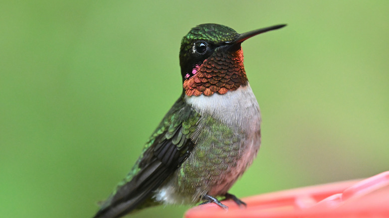 A hummingbird perches on a feeder.
