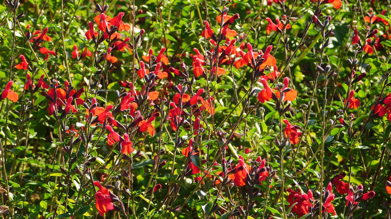 Autumn sage blooms with bright red blooms.