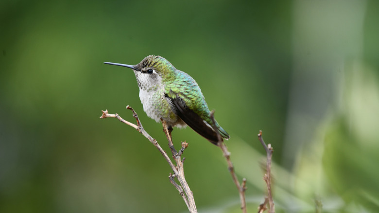 A hummingbird perches on a branch.
