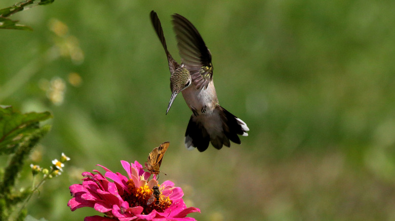 A hummingbird hovering above a bright pink flower, while a butterfly and a bee feed on the bloom