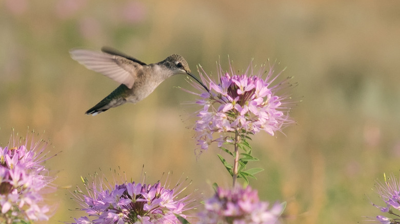 A hummingbird hovering in front of a purple Rocky Mounyain bee plant