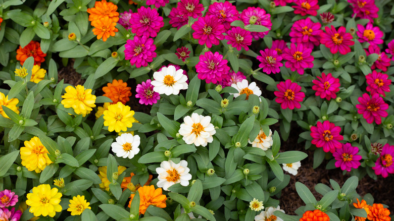 A group of blooming zinnias in vibrant shades of pink, orange, yellow, and white, are surrounded by lush green foliage.