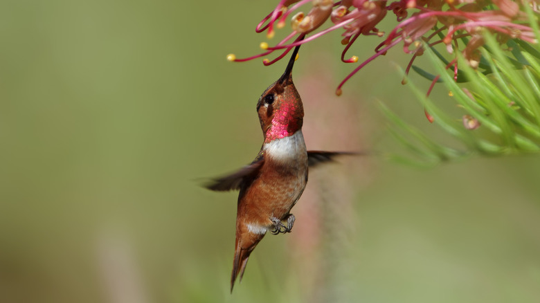 A red hummingbird sucks nectar from a flower.